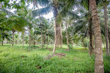 Coconut plantation in Asia