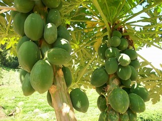 Mango tree