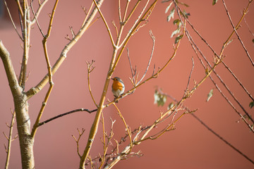 Pettirosso in inverno