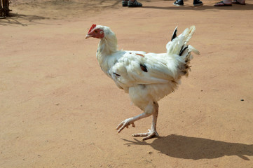 White hen walking