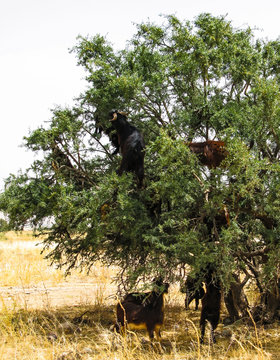 Goats on the branches of argania tree, Morocco