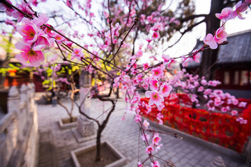 Magnolia in blossom at chinese buddihst temple