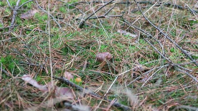 Buckow, Brandenburg/ GERMANY November 10 2016: Woman collecting bay bolete mushrooms in a pine forest. cutting and cleaning the mushrooms.
