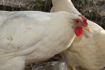 A natural white hen in a cage in the garden