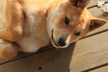 子犬