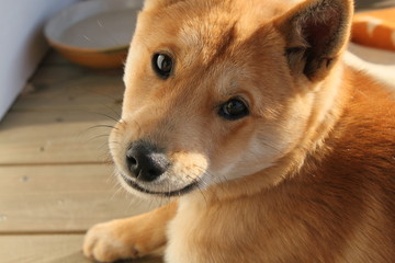 子犬
