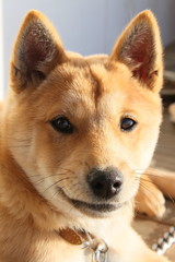 子犬
