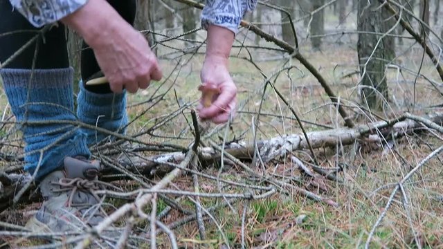 Buckow, Brandenburg/ GERMANY November 10 2016: Woman collecting bay bolete mushrooms in a pine forest. cutting and cleaning the mushrooms.