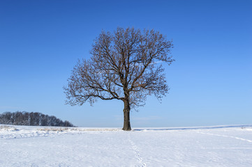 Obraz premium European Winter