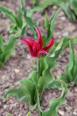 purple tulip in spring