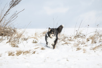 Australian Shepherd Hund hat Spaß im Schnee