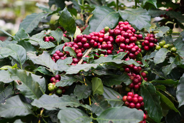 Closeup of coffee beans  fruit on tree in farm