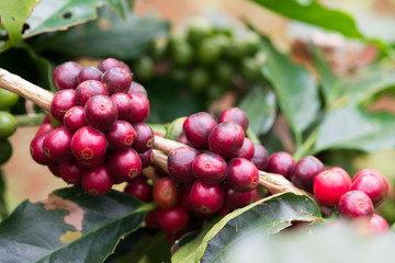 Closeup of coffee beans  fruit on tree in farm