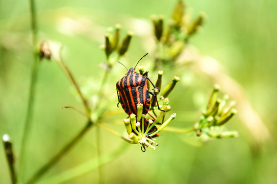 Italian Striped-Bug