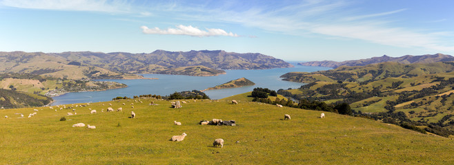Sheep over the bay