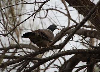 pigeon de couleur marron avec un collier blanc perché sur une branche d'arbre