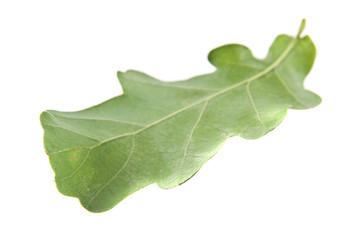 oak leaves