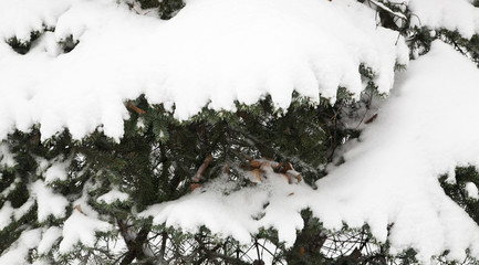 tree branches in snow