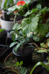 Euphorbia milii - Home plant with white flowers