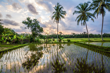 Plakat amzing sundown at balinese rice field, Indonesia