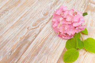 Fototapeta na wymiar Mop head pink hydrangea flower on wooden shabby white background