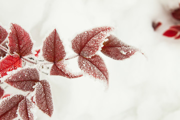 Winter snowy red leafs christmas scene. branches covered with fr