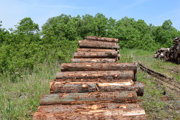 伐採直後に積まれた杉の丸太