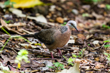 Perlhalstaube (Streptopelia chinensis) im Waimea Valley auf Oahu, Hawaii, USA.