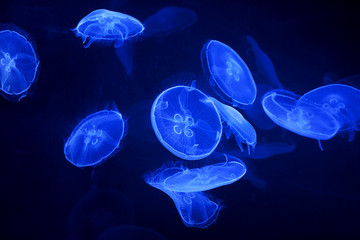 blue jellyfish on black background