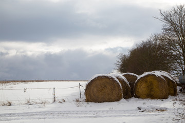 Bales of hay lying in the snow