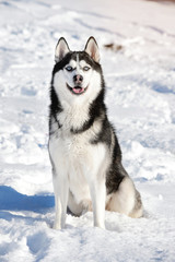 Male Husk outdoors in a snowy forest