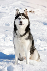 Naklejka premium Male Husk outdoors in a snowy forest
