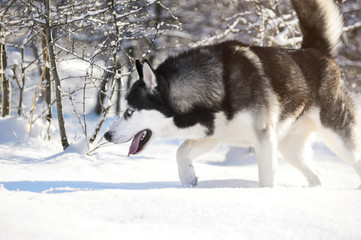 Fototapeta premium Male Husk outdoors in a snowy forest