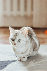 Beautiful cat - Scottish Straight breed is sitting on the floor on a cat carpet.