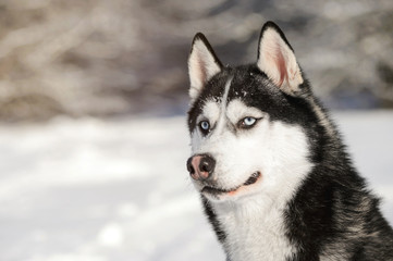 Male Husk outdoors in a snowy forest