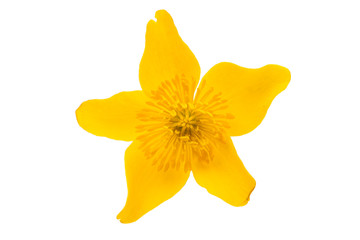 yellow spring flower