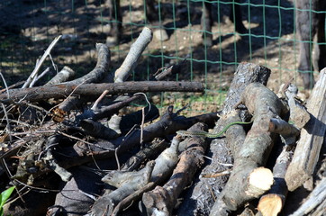 small Green Vine Snake, Ahaetulla nasuta in a woodpile Chrysopelea ornata