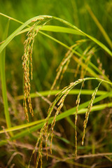 Close up yellow green jasmine rice field