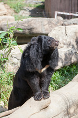 Asian great black bear.