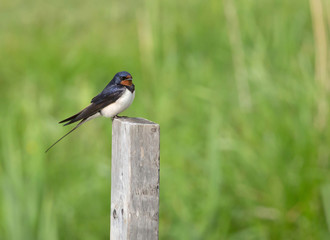 Barn swallow (Hirundo rustic).