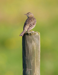 Eurasian skylark (Alauda arvensis).