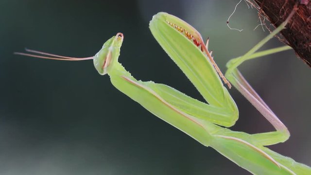 Praying Mantis on the plant in the garden