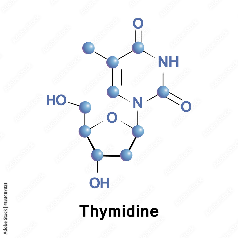 Canvas Prints thymidine, or deoxythymidine, is a pyrimidine deoxynucleoside. deoxythymidine pairs with deoxyadenos