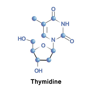Thymidine, or deoxythymidine, is a pyrimidine deoxynucleoside. Deoxythymidine pairs with deoxyadenosine in double-stranded DNA.