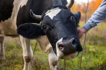 the cow is grazed on a meadow, selective focus