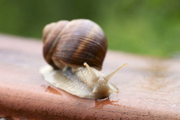 escargot de bourgogne