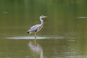 Naklejka premium Portrait of grey heron (Ardea cinerea) standing