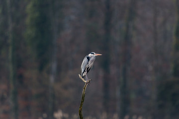 Fototapeta premium Portrait of grey heron (Ardea cinerea) standing on branch