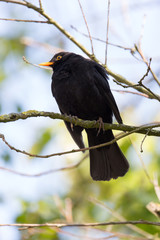 portrait of male (common) blackbird (Turdus merula) sitting