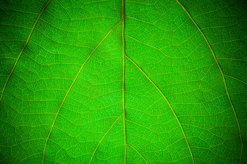 Green leaf pattern closeup background. leaves for background.